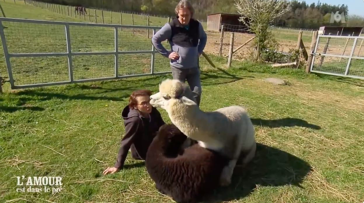 L’amour est dans le pré 2025 un date au milieu des alpagas en plein